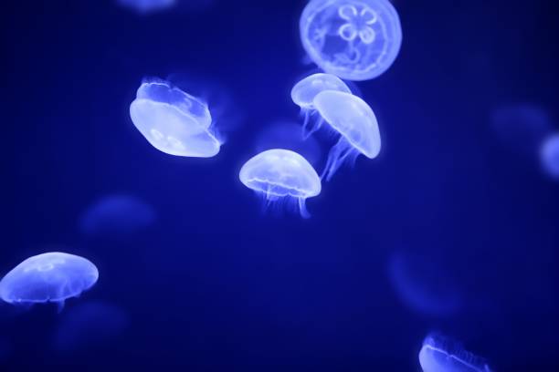 istock Moon jellyfish over blue water 1334639814