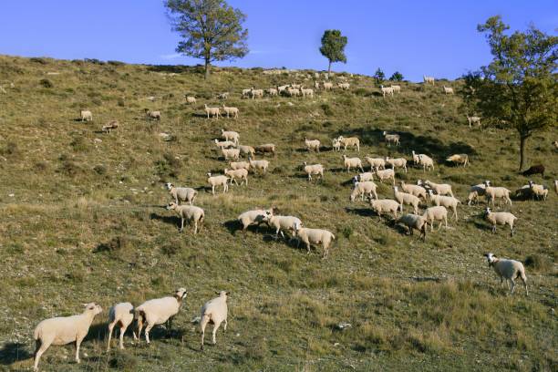 istock flock of sheep in mountain side in a sunny day 1334639981