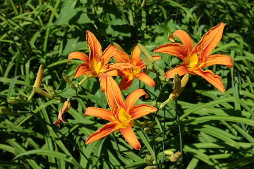 Group of four orange flowers of day lilies in mid June