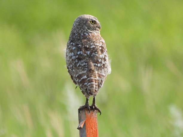 istock Burrowing Owl (Athene cunicularia) resting on a wood post 1334641391