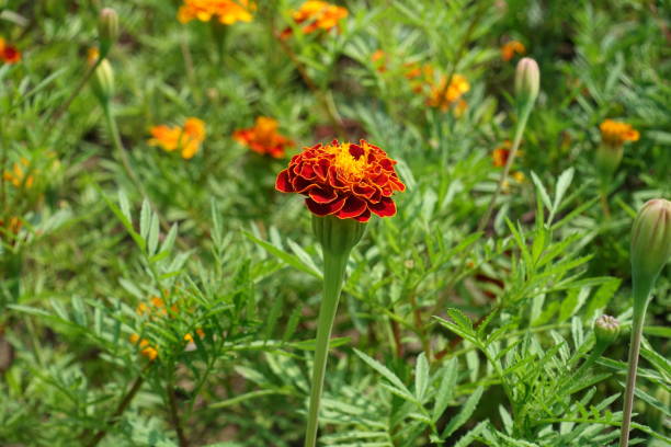 istock Half opened red flower of Tagetes patula in mid July 1334641421