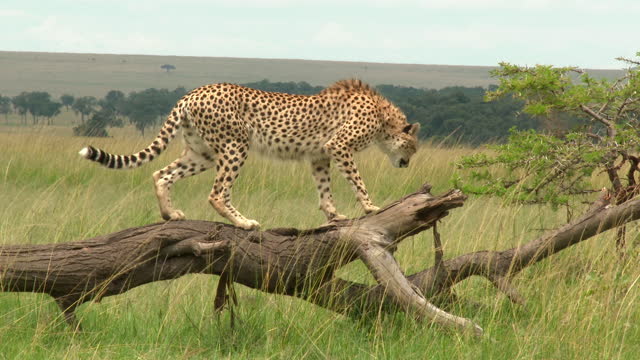 Cheetah jumping down from tree