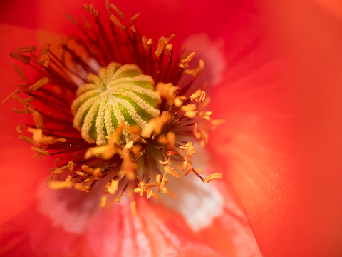 Close-up of a poppy in bloom, Wangerland, Friesland - District, Lower Saxony, Germany, Europe