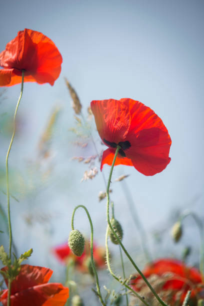 Close-up of poppies on a meadow under blue sky, Wangerland, Friesland - District, Lower Saxony, Germany, Europe