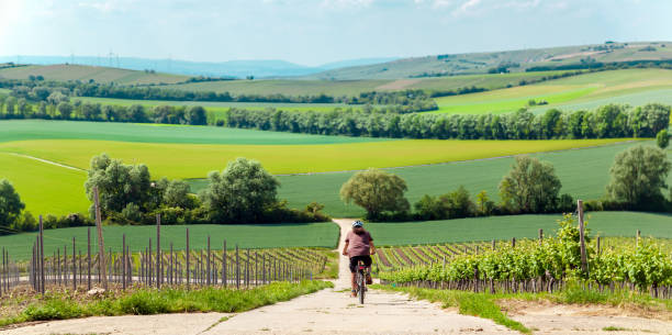 Cycling, rear view of a biker on cycle trail in green Idyllic Landscape scenery. Rows of grapes bunches in a vineyard with Bicycle path. stock photo