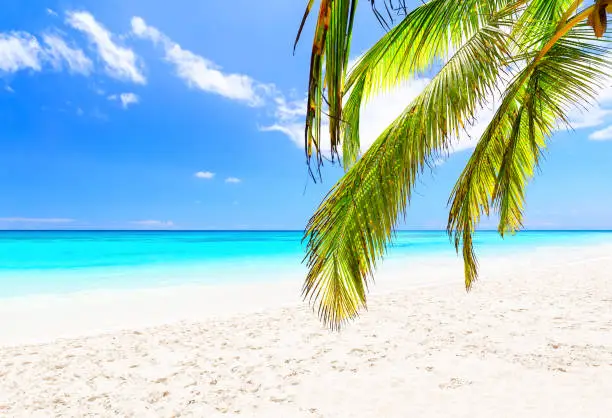 Photo of Coconut palm leaves against blue sky and beautiful beach in Punta Cana, Dominican Republic.