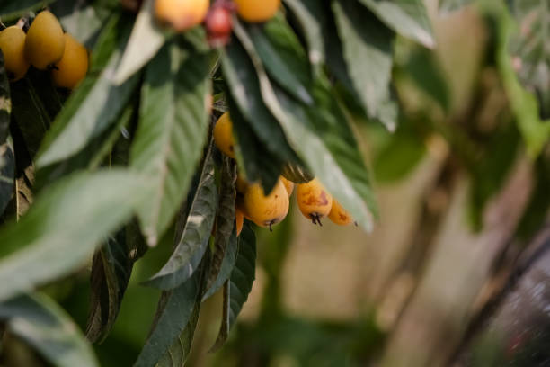 istock Yellow plum on a tree on a farm in the countryside. 1334643813