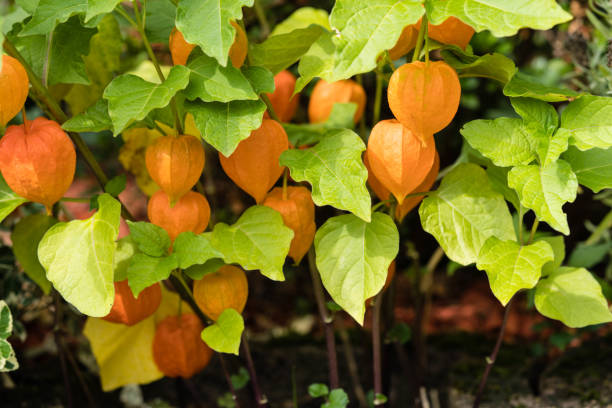 physalis - gooseberry fruit berry bowl stock-fotos und bilder