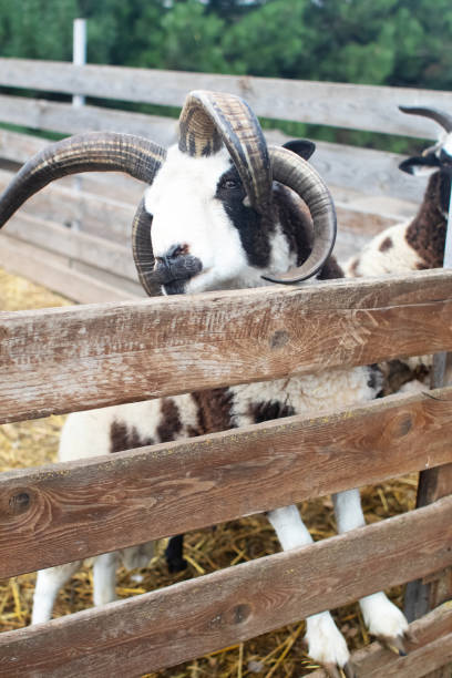 primer plano de la oveja jacob, que mira en el marco y hace un sonido baa al final del video. los sonidos de otras ovejas se escuchan de fondo. granja de contactos. un animal con cuatro cuernos. - jacob sheep fotografías e imágenes de stock