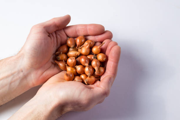 istock Seeding onio bulbs. Farmer hands with onion seedling. 1334647263