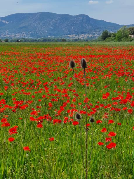istock Poppy field in Provence 1334647512