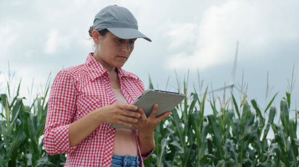 istock Farmer examining corn field with wind generators behind. Agriculture, sustainability and environmental conservation. 1334647992