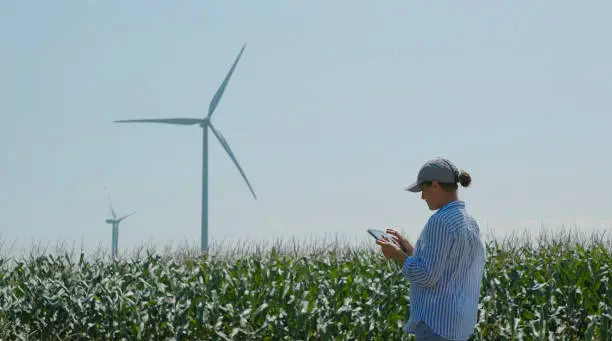 Photo of Farmer examining corn field with wind generators behind. Agriculture, sustainability and environmental conservation.