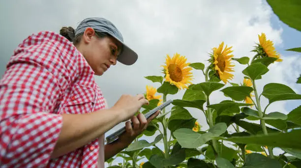 Photo of Farmer woman examining sunflower plants in a cultivated fielding summer. Agricultural occupation.