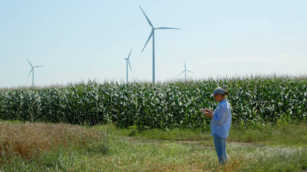 agriculteur examinant le champ de maïs avec des éoliennes derrière. agriculture, durabilité et conservation de l’environnement. - windmill cultivated land crop day photos et images de collection