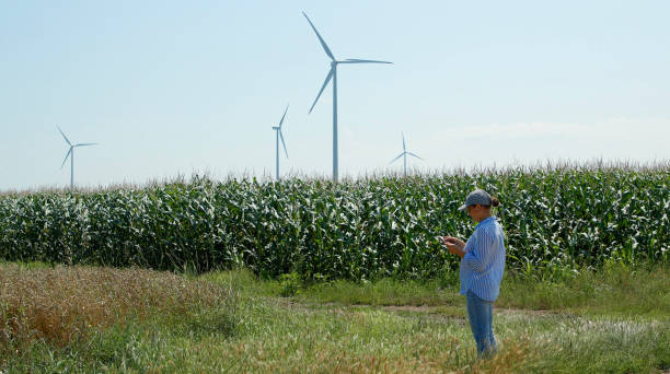 istock Farmer examining corn field with wind generators behind. Agriculture, sustainability and environmental conservation. 1334648173