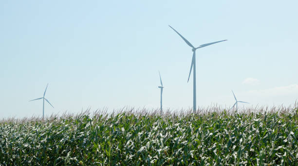 vent soufflant dans les plants de maïs avec éolienne derrière. agriculture, durabilité et conservation de l’environnement. - windmill cultivated land crop day photos et images de collection