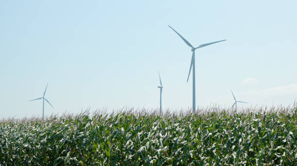 風の発電機が後ろにあるトウモロコシの植物に吹く風。農業、持続可能性、環境保全。 - windmill cultivated land crop day ストックフォトと画像