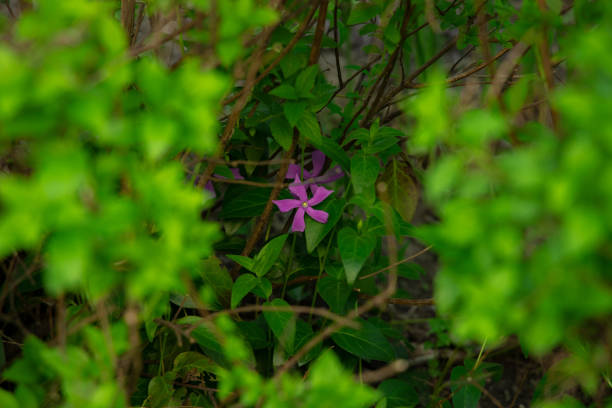 緑の茂みの葉の紫色の空の花春4月の時間シーズンシーズンガーデン花の緑地環境空間自然写真 - frame flower ornamental garden beauty in nature ストックフォトと画像