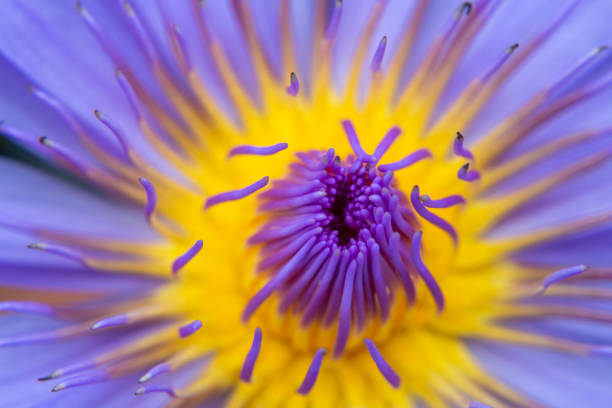 istock Beautiful lotus flower 1334648802