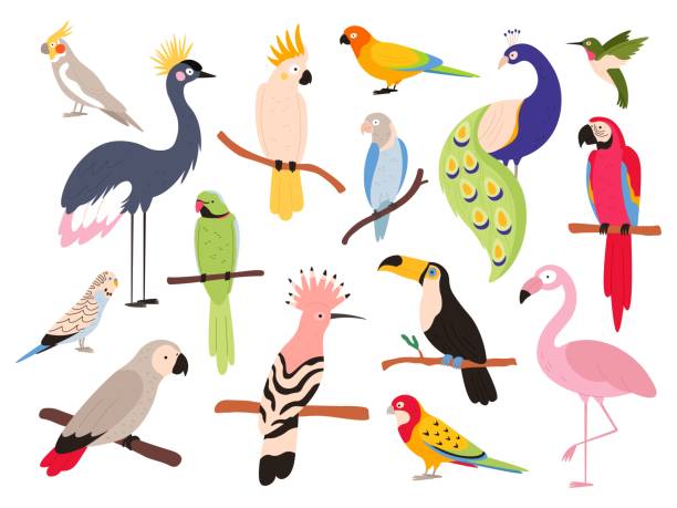Flat parrots and tropical jungle birds flying and sitting. Macaw, parakeet, ara and colombia exotic parrot. Toucan and emu bird vector set Flat parrots and tropical jungle birds flying and sitting. Macaw, parakeet, ara and colombia exotic parrot. Toucan and emu bird vector set. Illustration of parrot sitting on tree in paradise pics for toucan flying stock illustrations
