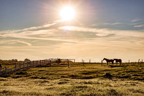 istock Horses in Dewy Pasture in Early Morning 1334649246