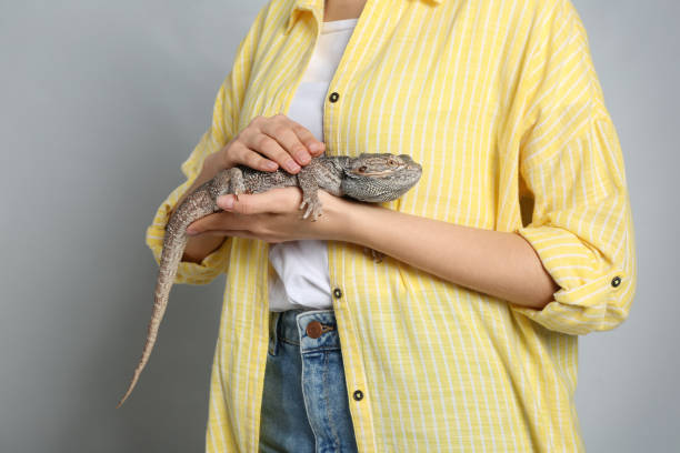 istock Woman holding bearded lizard on grey background, closeup. Exotic pet 1334649685