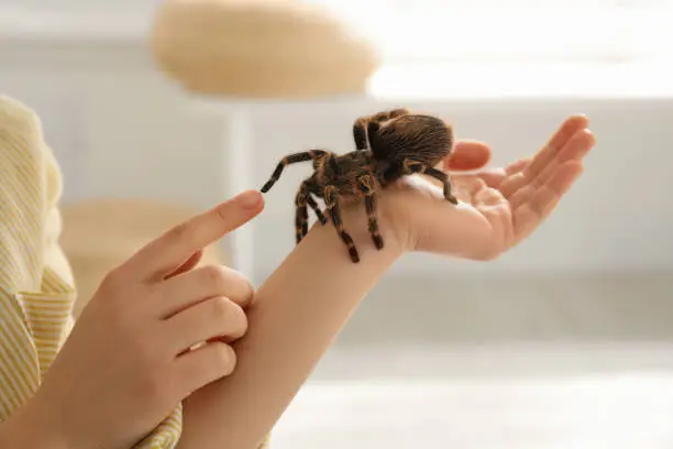 Photo of Woman holding striped knee tarantula at home, closeup. Exotic pet