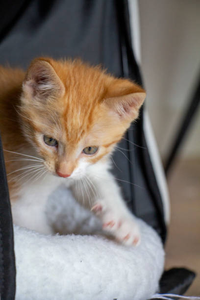 istock Portrait Of red cat 1334649728