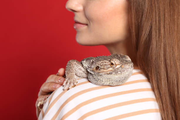 istock Woman with bearded lizard on red background, closeup. Exotic pet 1334649896