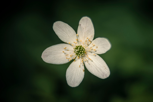 Close-up of a wood anemone (Anemonoides nemorosa) in the forest on a sunny day in springtime, Zetel, Friesland - District, Lower Saxony, Germany, Europe