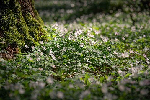 Wood anemones (Anemonoides nemorosa) in the forest on a sunny day in springtime, Zetel, Friesland - District, Lower Saxony, Germany, Europe