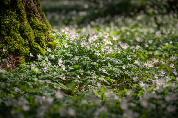 Wood anemones (Anemonoides nemorosa) in the forest Wood anemones (Anemonoides nemorosa) in the forest on a sunny day in springtime, Zetel, Friesland - District, Lower Saxony, Germany, Europe forest floor stock pictures, royalty-free photos & images