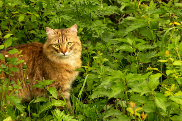 istock Fluffy ginger cat in the garden in the greenery, walks and eats grass 1334652282