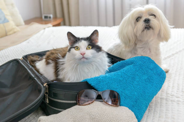 istock Cat in bag with dog 1334652442