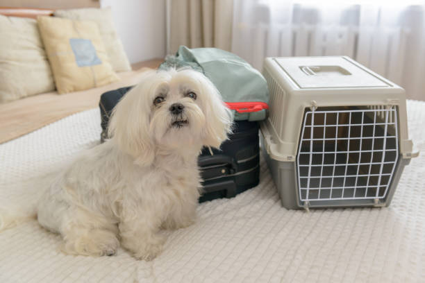 istock Dog Maltese carrier with luggage 1334652454