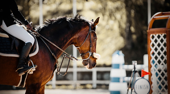 Portrait of a sports horse in the bridle in the arena. Horse muzzle close up. Portrait stallion in the bridle. Jumping competition. Dressage of horses. Equestrian sport, jumping. Overcome obstacles. Horseback riding.