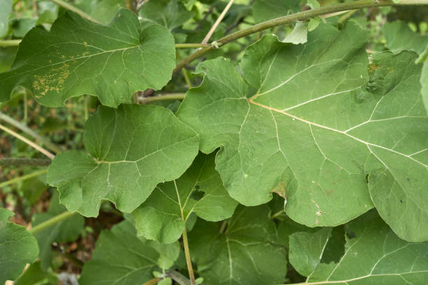 istock Arctium lappa close up 1334654115