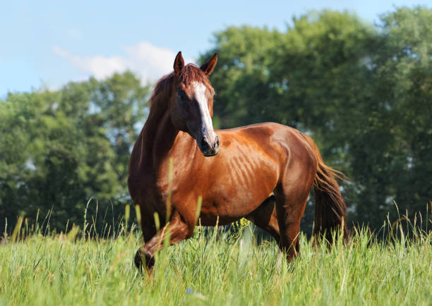 istock Thoroughbred race horse runs gallop in ranch meadow 1334654954