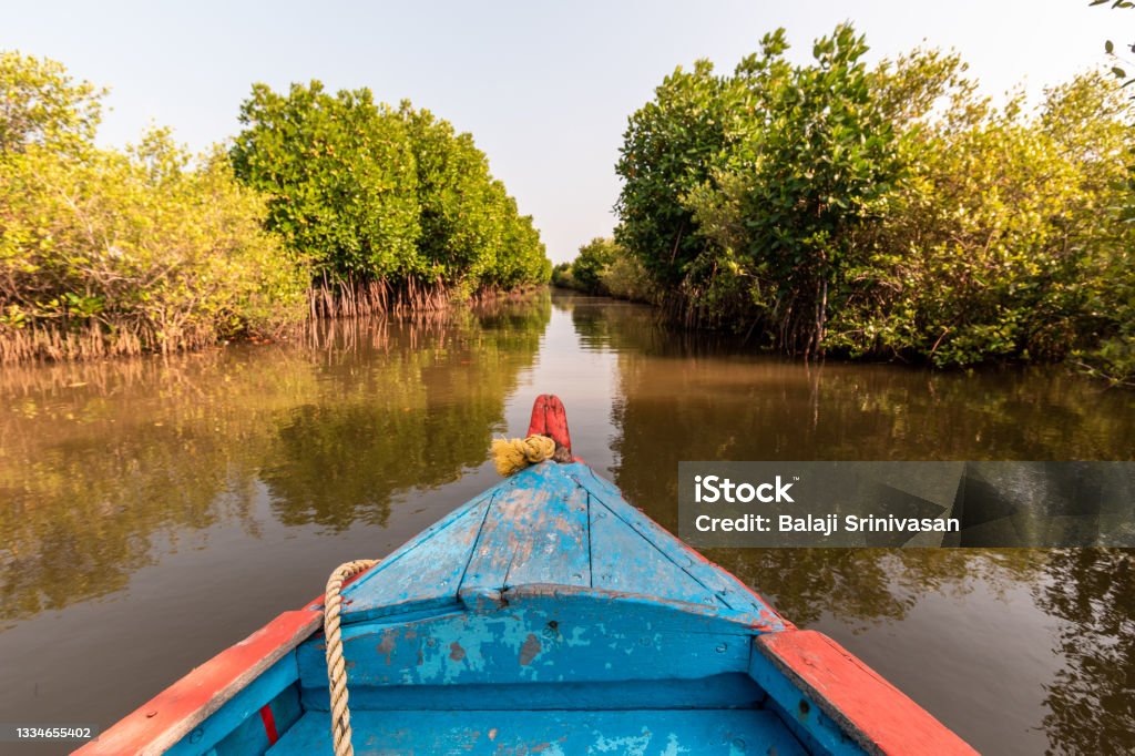 A blue wooden fishing boat Chidambaram, Tamil Nadu, India - February 2020: A blue wooden fishing boat traveling through the dense mangrove forests of Pichavaram in the delta of the Cauvery river. India Stock Photo