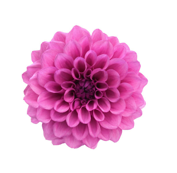 pink dahlia flower isolated on white. - dália imagens e fotografias de stock