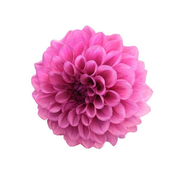 istock Pink dahlia flower isolated 1334656440