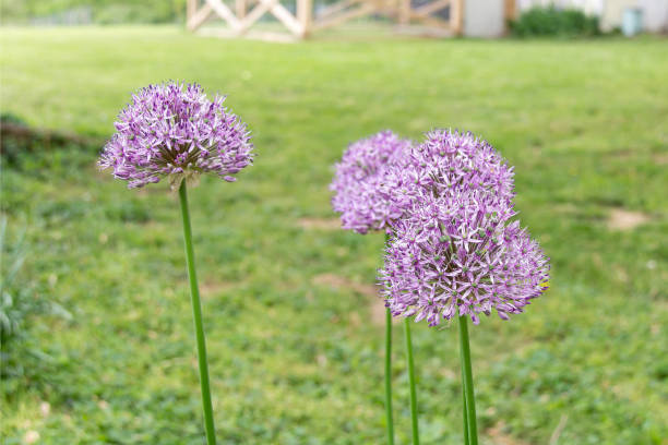 Purple Allium Flowers Blooming in a Backyard Garden stock photo