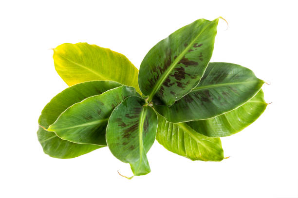 High angle view of banana plant isolated on white background