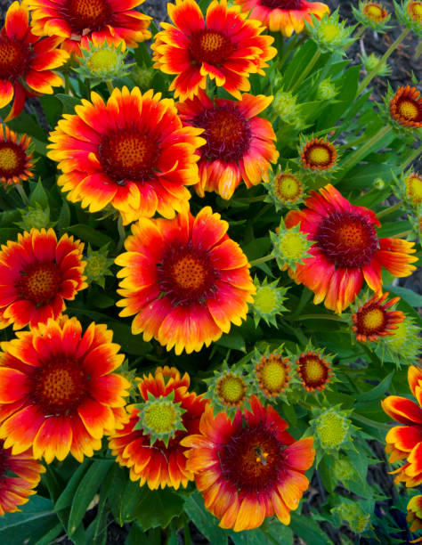 istock Flowers -Orange-Yellow--Howard County County Indiana 1334659841