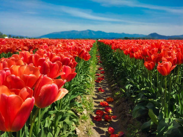 istock red tulips in a field in the mountains 1334660165