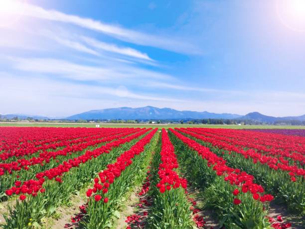 istock red tulips in a field in the mountains 1334660176