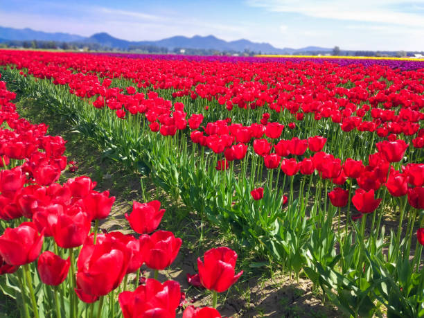 istock red tulips in a field in the mountains 1334660182