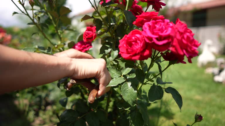 cutting a rose bush using pruning shears to encourage rose blooming