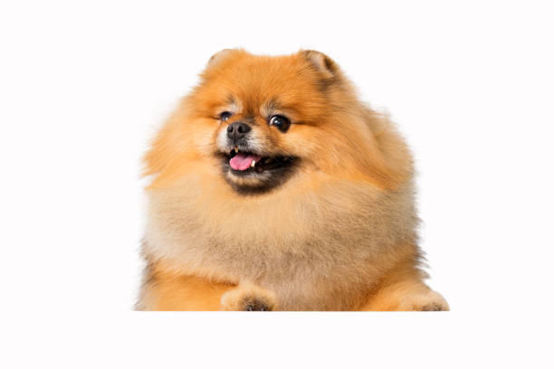 istock Portrait of a cheerful red spitz. Isolated on a white background 1334663216